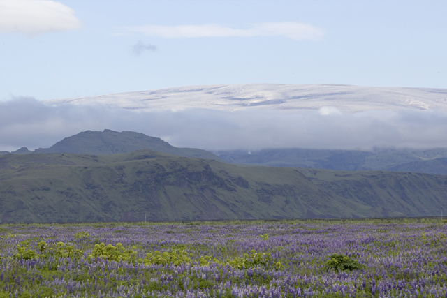 2011-07-07_09-53-09 island.jpg - Ein Meer von Alaska-Lupinen - Lupinus nootkatensis - im Hintergrund der Myrdalsjkull